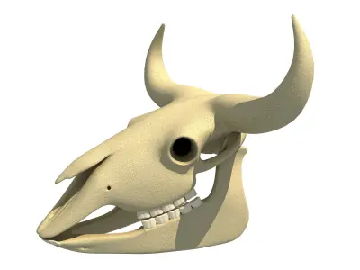 Bison Skull - Animal Skulls 3D model