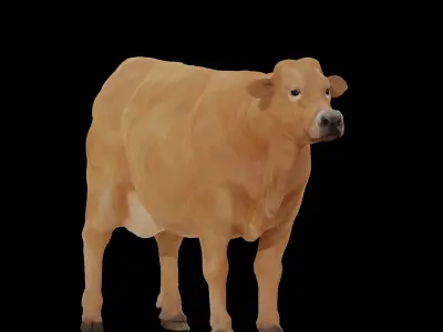 Jersey Cattle Low-poly 3D model