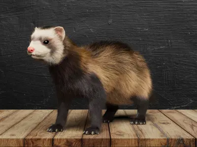 VFX Ready ferret 3d model 3D model with groom 3D model