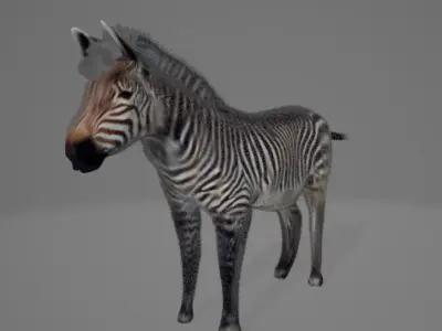 Zebra 3D model