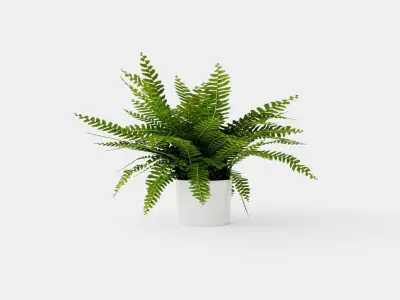 Nephrolepis ex Green Lady Low-poly 3D model