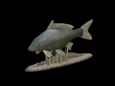 BIG CARP UNDERWATER STATUE DETAILED TEXTURE FOR 3D PRINTING 3D print model