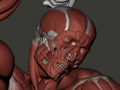 Ecorche Bearded Slave from Michelangelo 3D print model