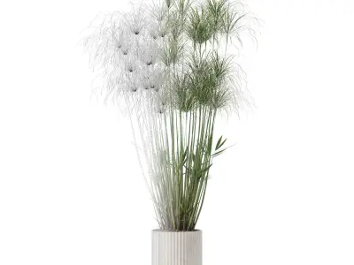 Cyperus nofretete in modern flower pot 3D model
