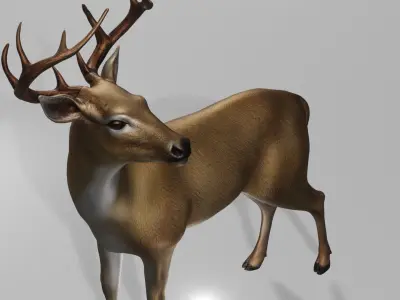Deer realistic 3D model