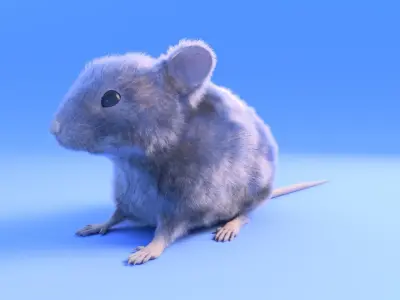 Mouse - grey brown white fur - Xgen - realistic style - rigged Low-poly 3D model
