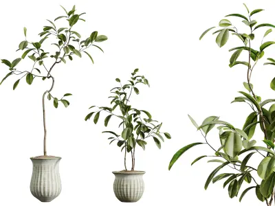 AV HousePlants Japandi Minimalism Ficus Dracaena Marginata10 3D model