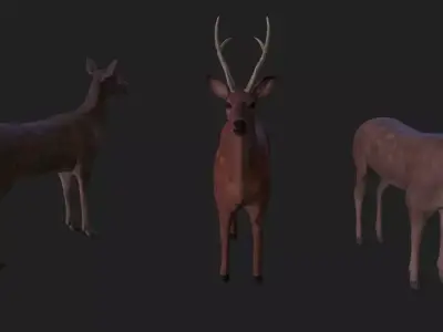 Sika deer complete animation Low-poly 3D model
