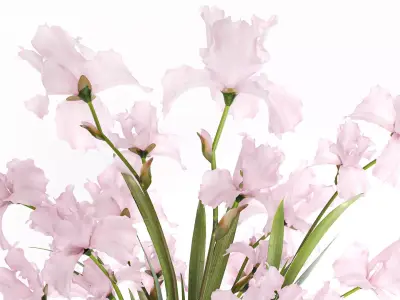 Beautiful realistic bouquet pink flowers Iris vase decor 3D model