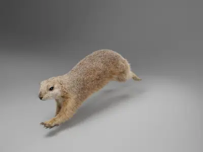 Prairie Dog Animation  VFX Grace 3D model
