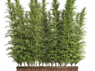 Outdoor Plants Tree in Plant Box Set03 3D model