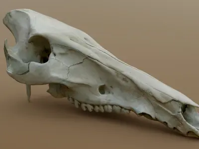 Wild Boar Skull 3D model