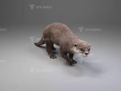 Lutra Animation  Blender 3D Model 3D model