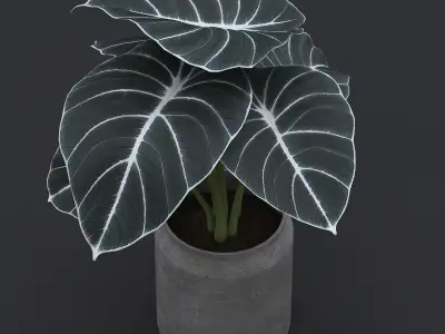 Alocasia Black Velvet II  3D model