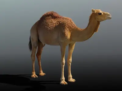 Camel Rigged 3D model
