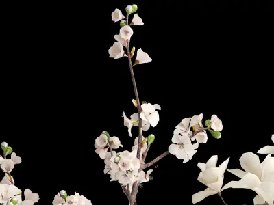 White sakura bouquet cherry blossoms Magnolia 340 3D model