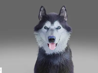 Fur Gray Wolf NO Rigged in Blender Low-poly 3D model