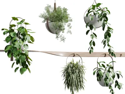 wall plant - set Indoor plant 483 hanging plants on shelf  3D model