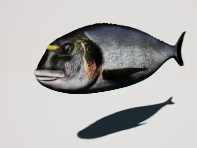 Collection fish head