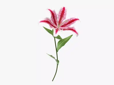 Lily flower red 02 3D model