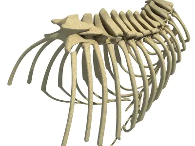 Animal Rib Cage  3D model