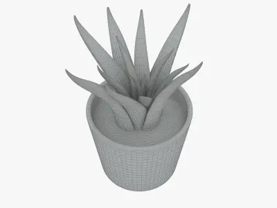Decorative Succulent Plant in the pot 3D model