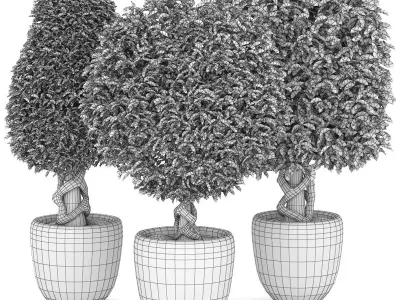 Collection of plants 001 Boxwood trees 3D model