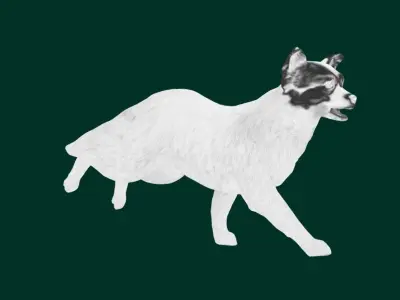 Papillon Dog 3D model