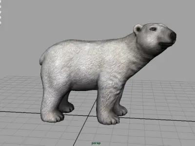 Polar Bear 3D model