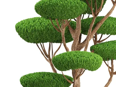 bonsai tree 3D model