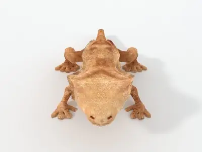Crested Gecko Low-poly 3D model