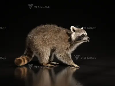 Racoon Animation  rigging  Blender 3D model