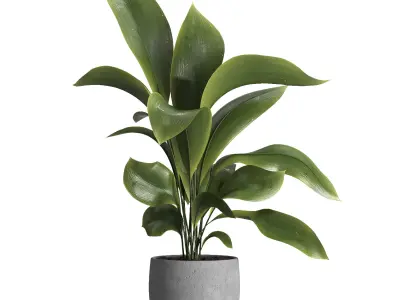 indoor plant 022 3D model