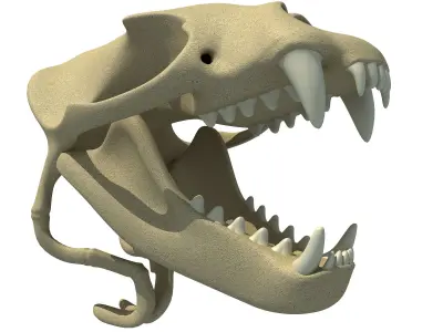 Sea Lion Zalophus Skull 3D model