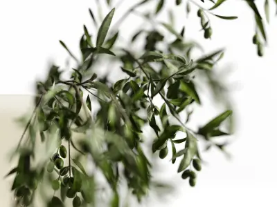 olive garden 3D model