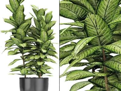 Plant in Pot Flowerpot Exotic Plant 3D model 17