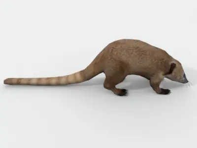 Coati antelope Low-poly 3D model