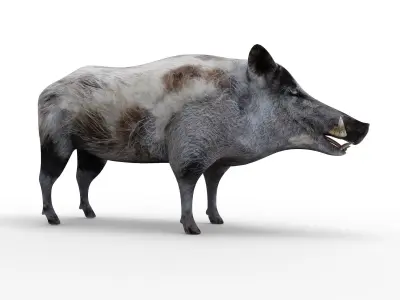 White Wild Boar Rigged and Animated 3D Model Low-poly 3D model