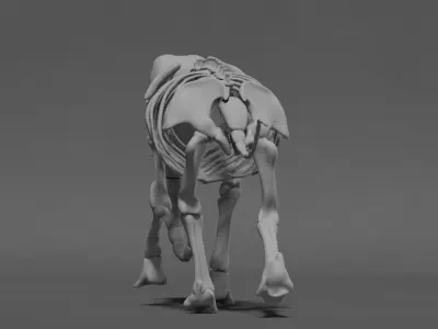 Elephant Skeleton 3D model