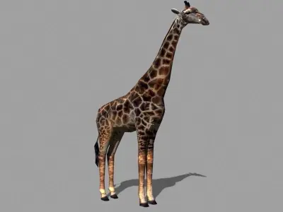 Low poly Savannah pack - 3d model Low-poly 3D model