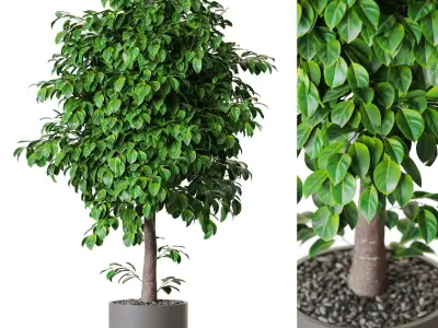 Plants collection vol 54