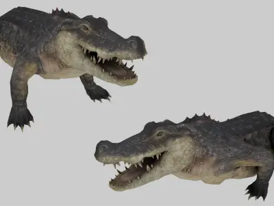 Realistic Crocodile 3D Model Game Ready Textures FBX C4D Blender Low-poly 3D model