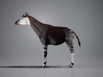 Okapi rigged Low-poly 3D model