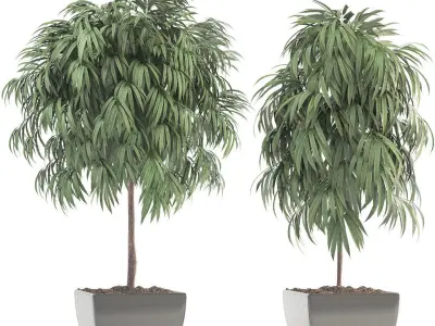 Ficus Alii 3D model