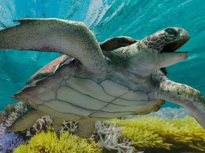 Sea Turtle Animated Low-poly 3D model
