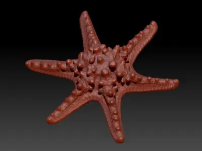 3d Italian Starfish Pendant Necklace charm  3D print model