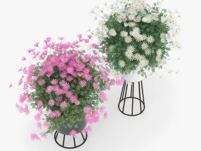 chamomile daisies in pots 3D model