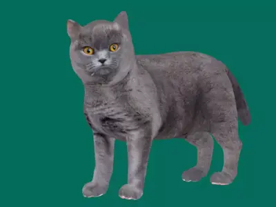 British ShortHair Cat 3D model