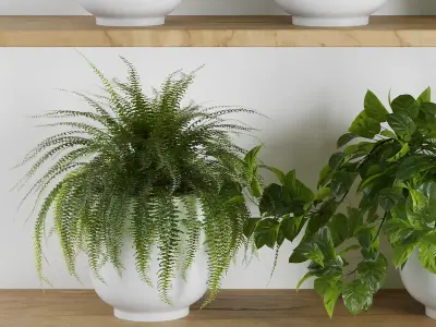 Plants on Shelf SetV1 3D model