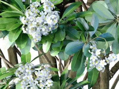 Decorative flowering garden tree with white flowers in flowerpot 3D model